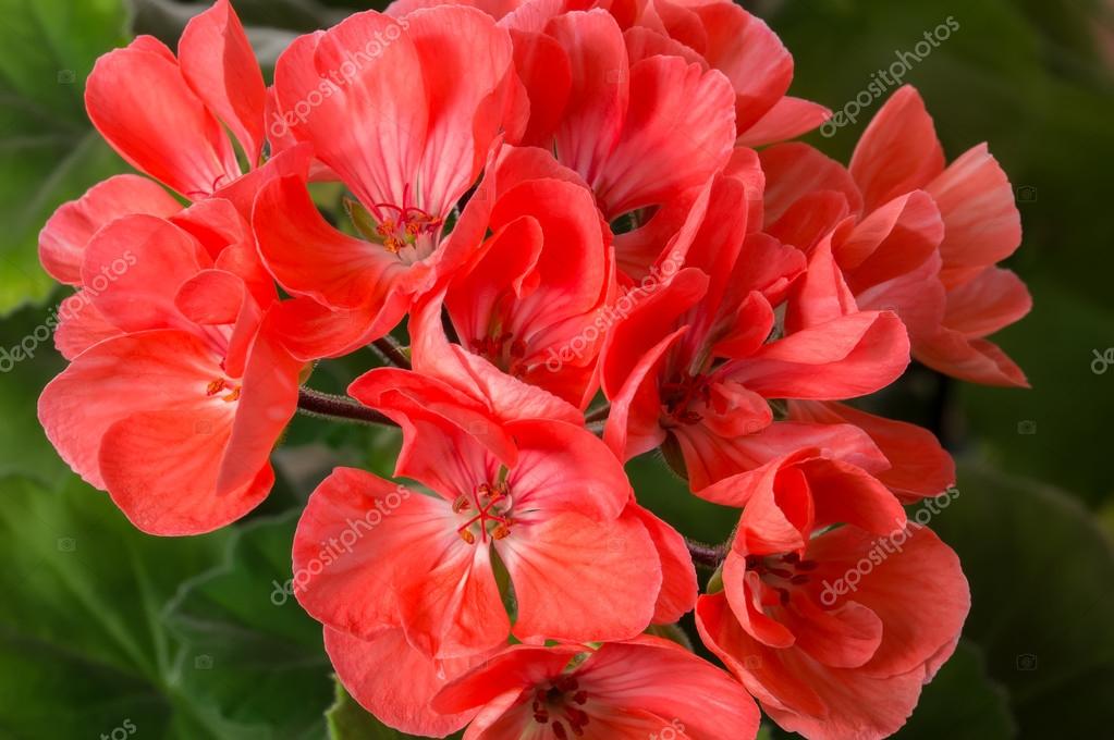 Flor de pelargônio (gerânio) — Fotografia de Stock
