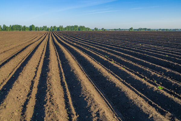 Potato field in spring