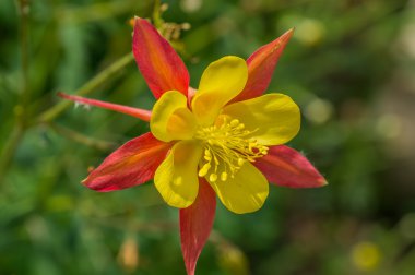 Aquilegia boş hortulanorum