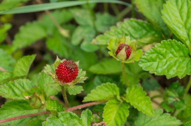 Duchesnea indica (Potentilla indica)