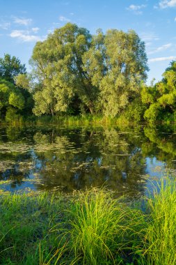 Nehir kıyısında Tyosha willow