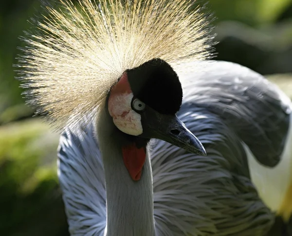 Fågel — Stockfoto