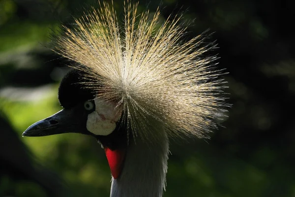 Vogel — Stockfoto