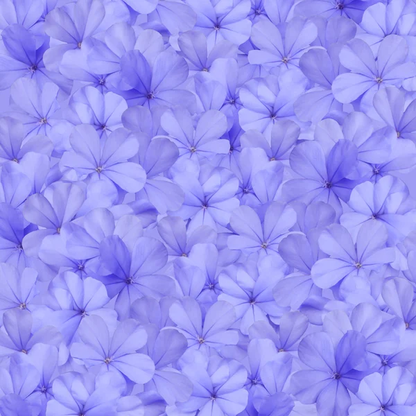 Blå plumbago blomma bakgrund — Stockfoto