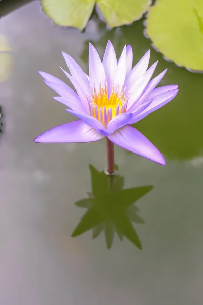 Een prachtige Violette waterlily met een geel hart — Stockfoto