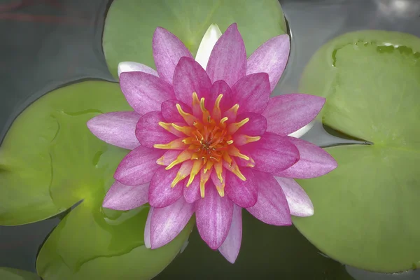 Waterlily lotusbloem en bladeren — Stockfoto