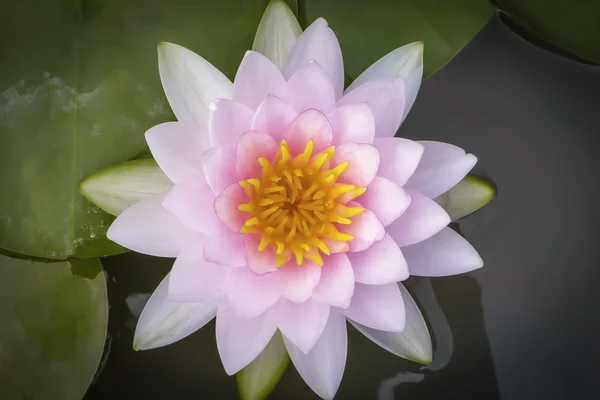 Waterlily lotusbloem en bladeren — Stockfoto