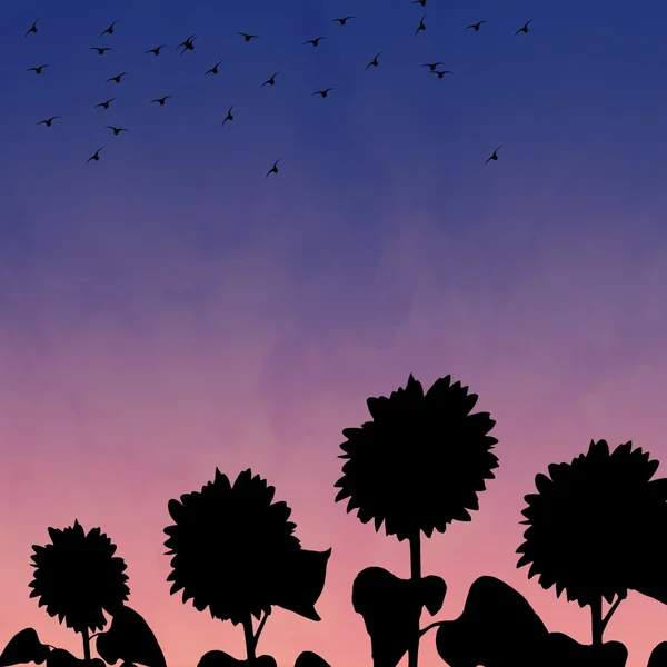 Sunflowers on sunset background — Stock Photo, Image
