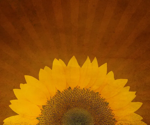 Sonnenblumen Grunge Hintergrund — Stockfoto