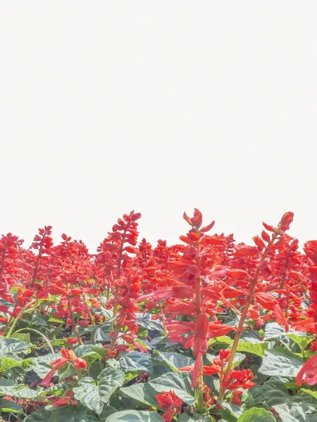 Red Salvia — Stock Photo, Image