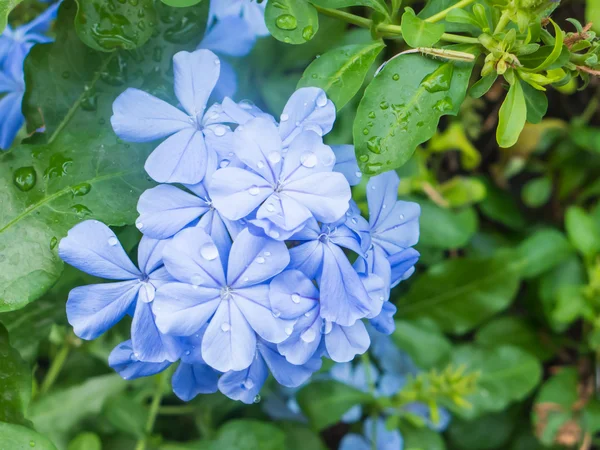 Hellblaue plumbago Blume — Stockfoto