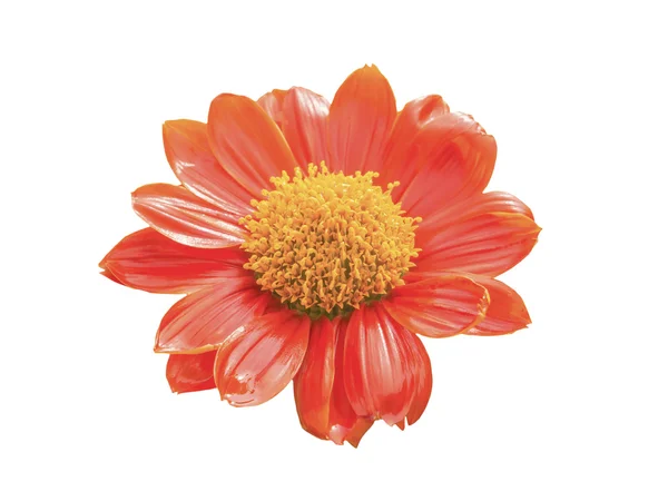 Cynia pomarańczowy kwiat na białym tle z bliska — Zdjęcie stockowe