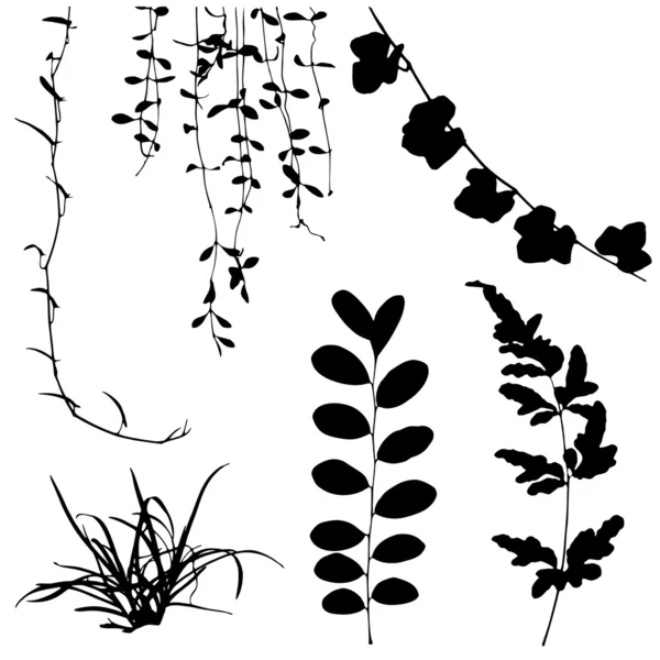 잎과 덩굴 식물의 검은 실루엣을 설정 — 스톡 벡터