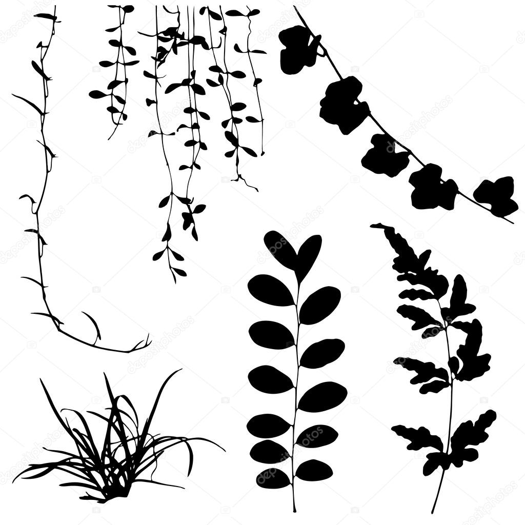 Set black silhouettes of leaf and vine plant