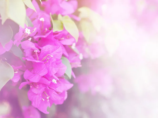 Rosa Bougainvillea Fiore Con Spazio Copia Estate Sfondo Astratto — Foto Stock