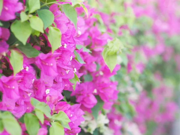 Розовый Цветок Бугаинвиллеи Летнем Фоне — стоковое фото
