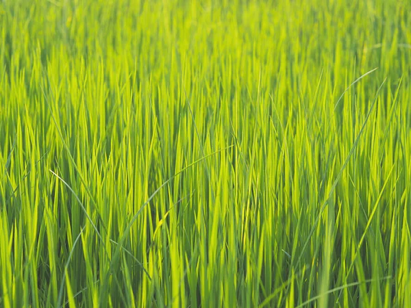 Green Rice Fields Plant Farm Spring Time Background — Stock Photo, Image