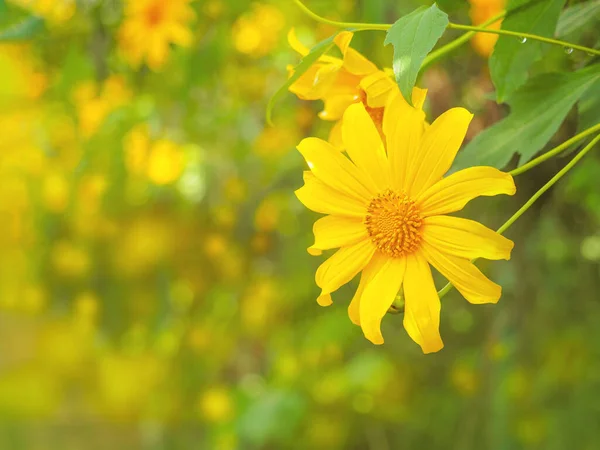 Sluiten Gele Boom Goudsbloem Maxicaanse Zonnebloem Groene Bladeren Bloemen Achtergrond — Stockfoto