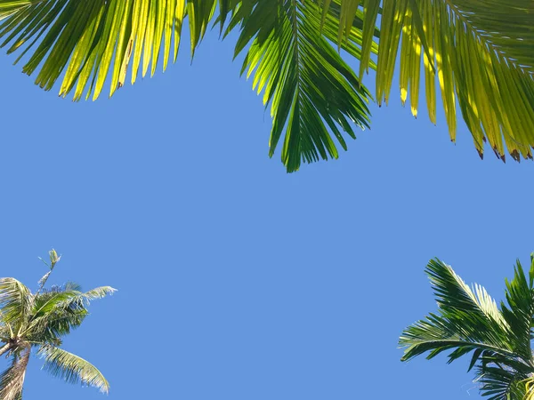 Tropical Green Palm Coconut Leaves Clear Blue Sky Background — Stockfoto