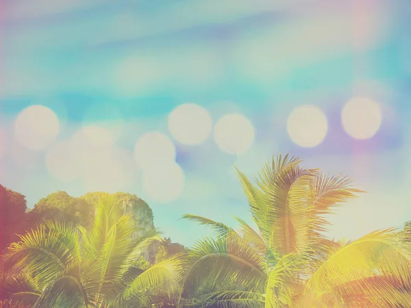 Coconut Tree Leaves Blue Sky Summer Beach Background Soft Style 스톡 이미지