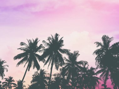 Hindistancevizi ağaçlarının tepesinde alacakaranlık günbatımı semalarında. Doğal yaz geçmişi.