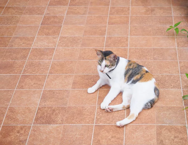 Закройте Симпатичную Кошку Лежащую Коричневом Полу — стоковое фото