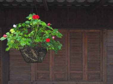 Evin dekorasyonu için çatıdan sarkan güzel çiçekleri sepete koy..