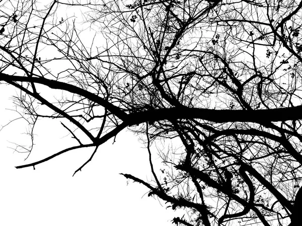 Branches Arbre Silhouette Isolé Sur Couleur Blanche Pour Fond Halloween — Photo