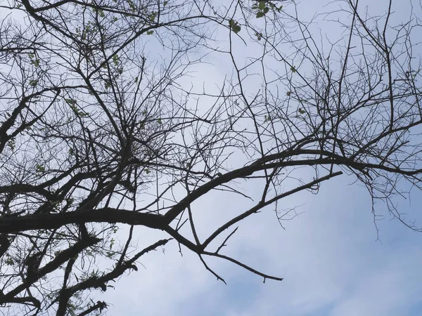 Silhouette Tree Branches Dark Blue Sky White Cloud Background — Zdjęcie stockowe