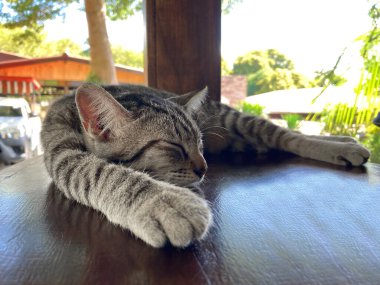 Close up cute cat lying on brown wooden table. 