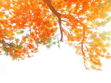 Orange and green maple leaves on tree branches at sunset over white background in autumn season.