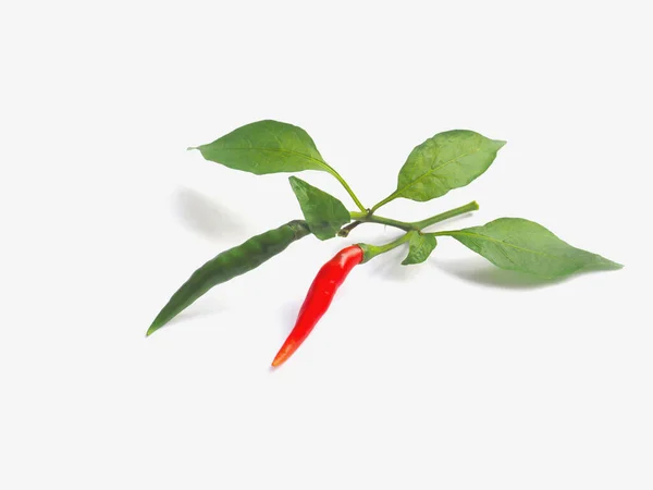 Close Red Green Chilli Leaves White Background — Stock fotografie