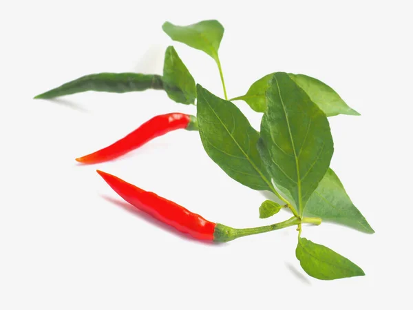 Close Red Green Chilli Leaves White Background — Stock fotografie