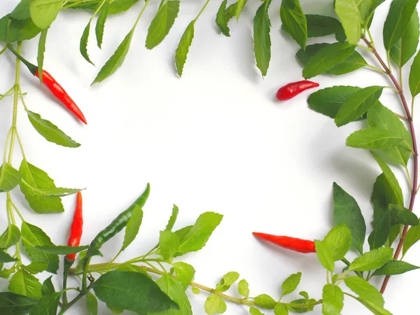 Close Red Chilli Green Basil Leaves White Background — Stock fotografie