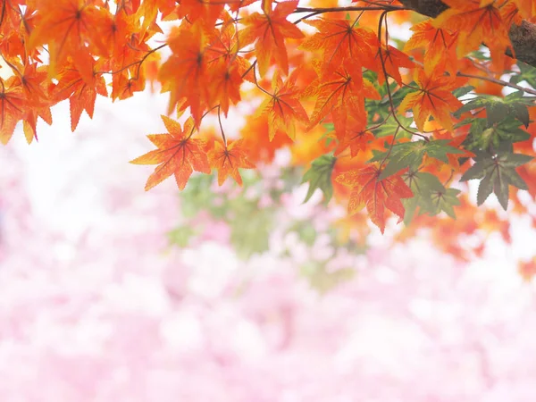 Orange Maple Leaves Tree Branches Blurry Cherry Blossom Flowers Background — Stok fotoğraf
