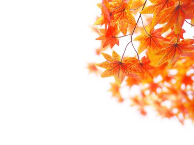 Orange maple leaves on tree branches over white background in autumn season.