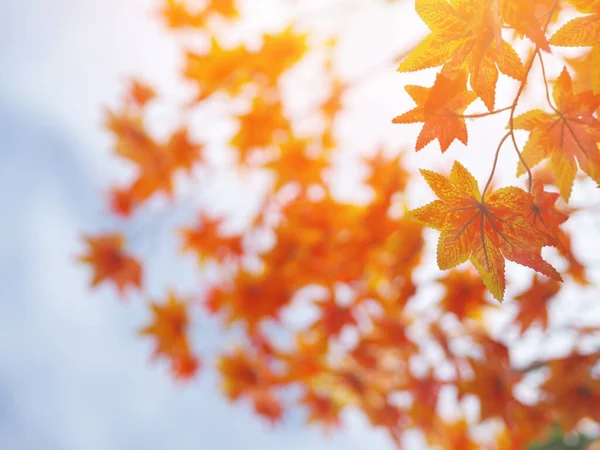 Orange Maple Leaves Tree Branches Blue Sky Background Autumn Season — Zdjęcie stockowe