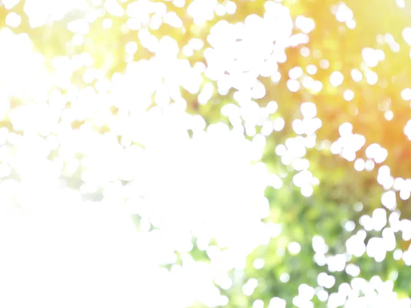 Abstract Green Blurred Background Bokeh Sunlight Morning — Fotografia de Stock