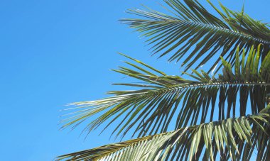 Close up green coconut tree leaves over clear blue sky background, banner size.