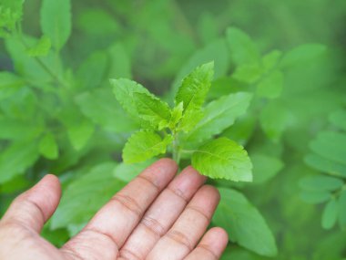 close up woman hand touching green leaves of basil herb plant.