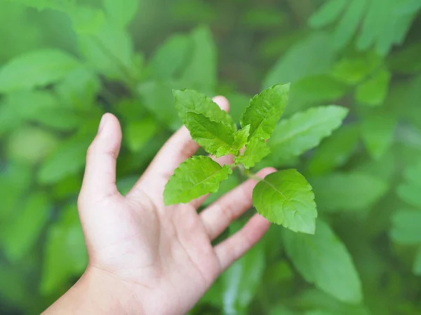 Close Woman Hand Touching Green Leaves Basil Herb Plant — Fotografia de Stock