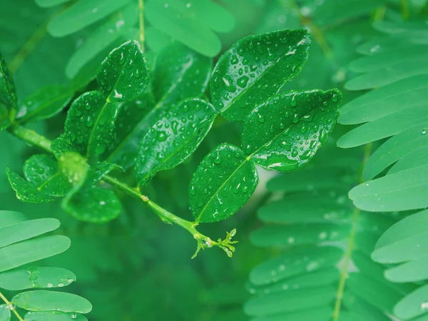 Close Green Kaffir Lime Leaves Water Drops Raining — ストック写真
