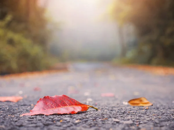 Kuru Kırmızı Yaprak Sisli Ormanda Şafak Sökerken Yola Düşer Sonbahar — Stok fotoğraf