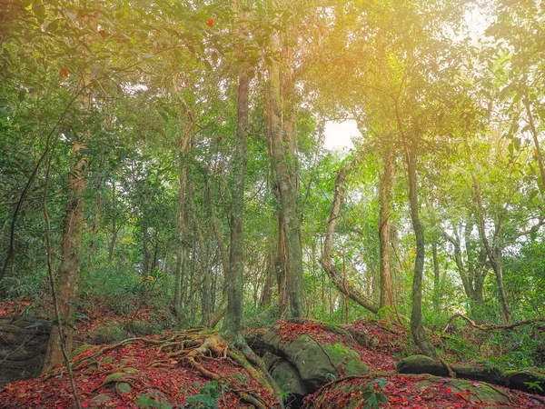 Green Trees Woods Red Maple Leaves Fall Ground Autumn Forest — Stock Photo, Image