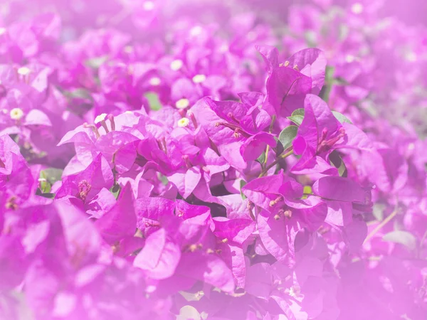 Розовый Цветок Bougainvillea Летнего Весеннего Природного Фона — стоковое фото