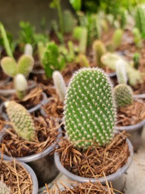 Kurak iklim bahçesi dekorasyonu için Meksika kaktüsü.