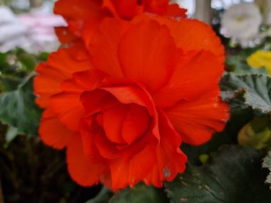 Yaz mevsiminde bahçedeki doğal kırmızı lale çiçeği.