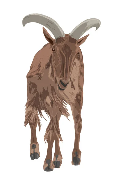Cyfrowy Rysunek Pojedynczego Muflona Barana Brązowych Kolorach Widoku Przodu — Zdjęcie stockowe