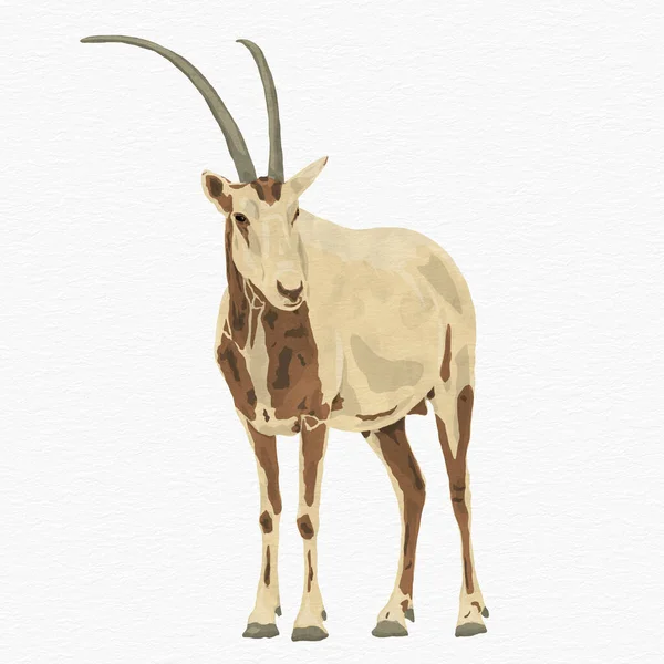 Ilustración Digital Oryx Con Cuernos Cimitarra Aislado Observando Con Textura — Foto de Stock