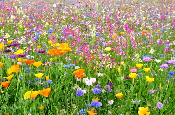 Fiori di campo — Foto Stock